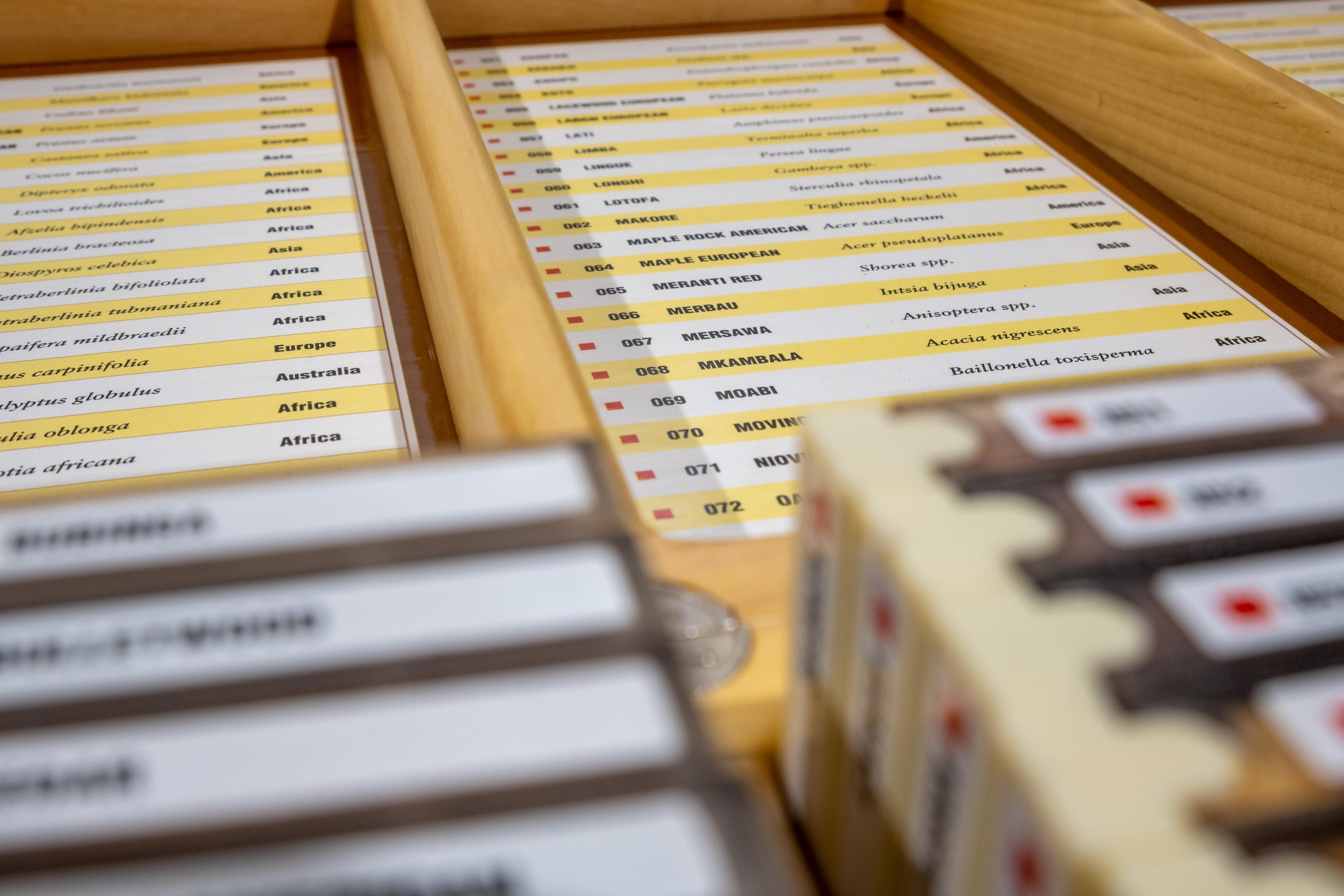 Wood Collection 100 Adet Dünya Ahşap Koleksiyonu