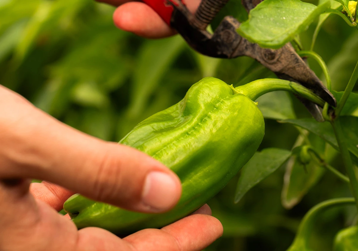 Acı Köy Biberi 500 Gr