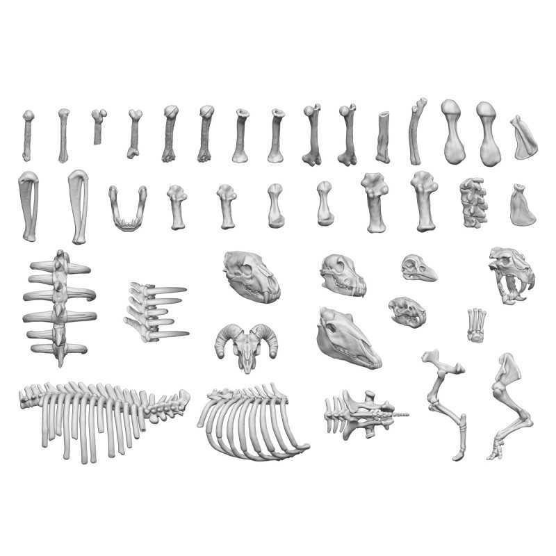 GREEN STUFF WORLD 12242 3D printed set - Animal Bones HAYVAN KEMİKLERİ