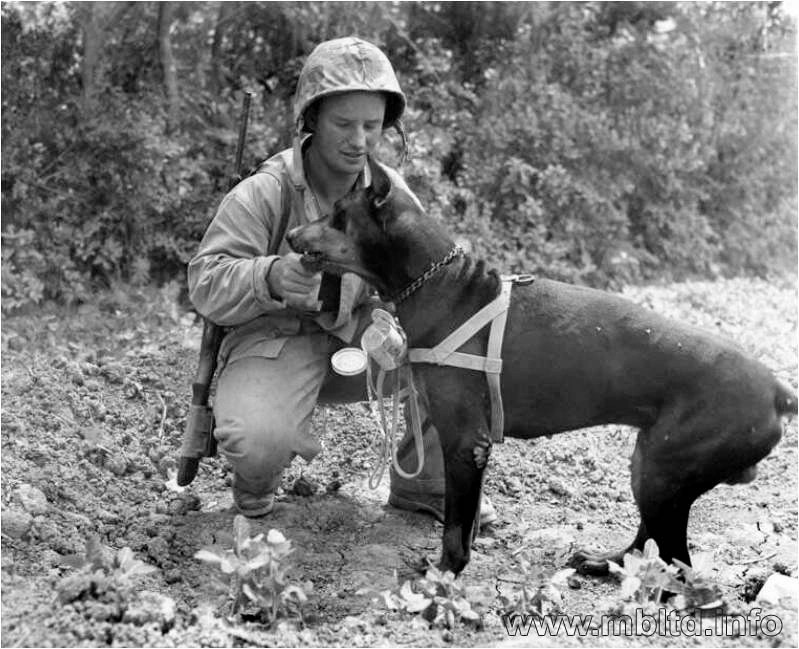 MASTER BOX 1/35 35155 "Dogs in service in the US Marine Corps, WW II era"