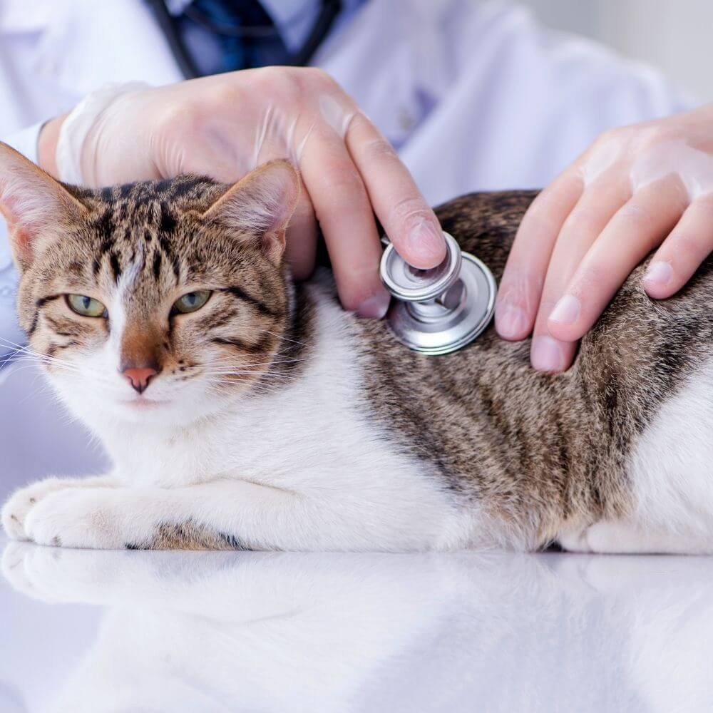 Kedi Hastalıkları Nasıl Anlaşılır?  Kedinizin Hastalığına Dair 11 Belirti 