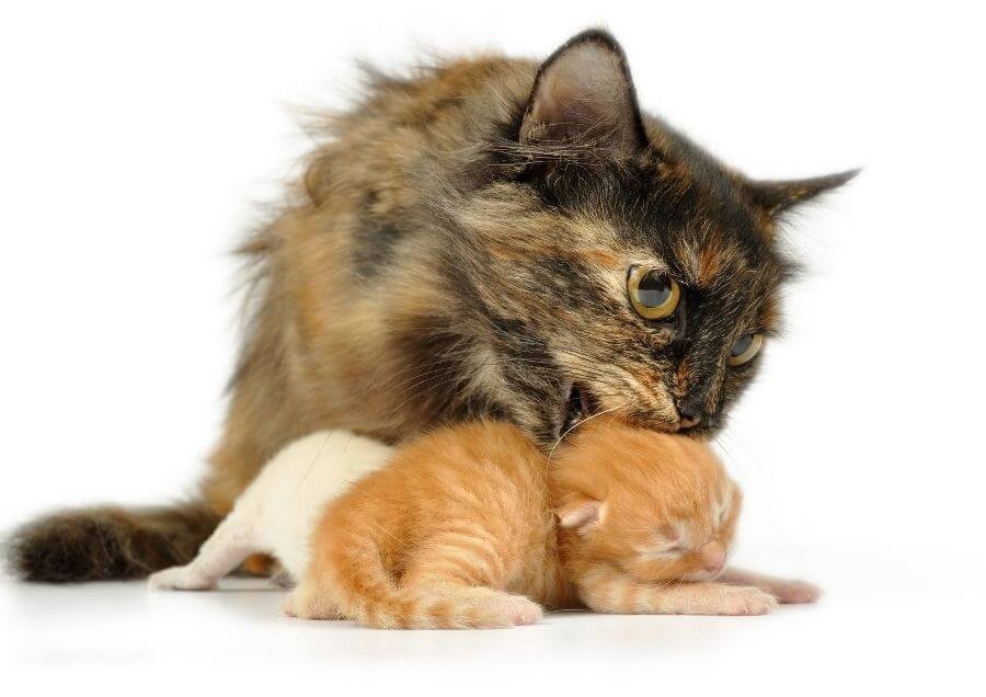 Anne Kedi Tarafından Yavru Kedi Neden Başka Yere Taşınır?