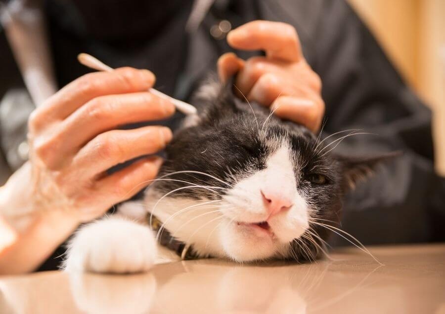 Kedilerde Kulak Temizliği ve Dikkat Edilmesi Gerekenler