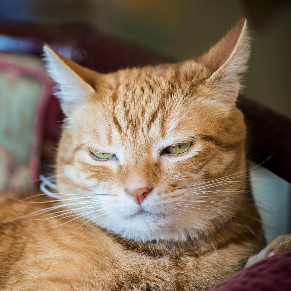Erkek Kedilerde Kızgınlık Belirtileri ve Rahatlatma Yöntemleri