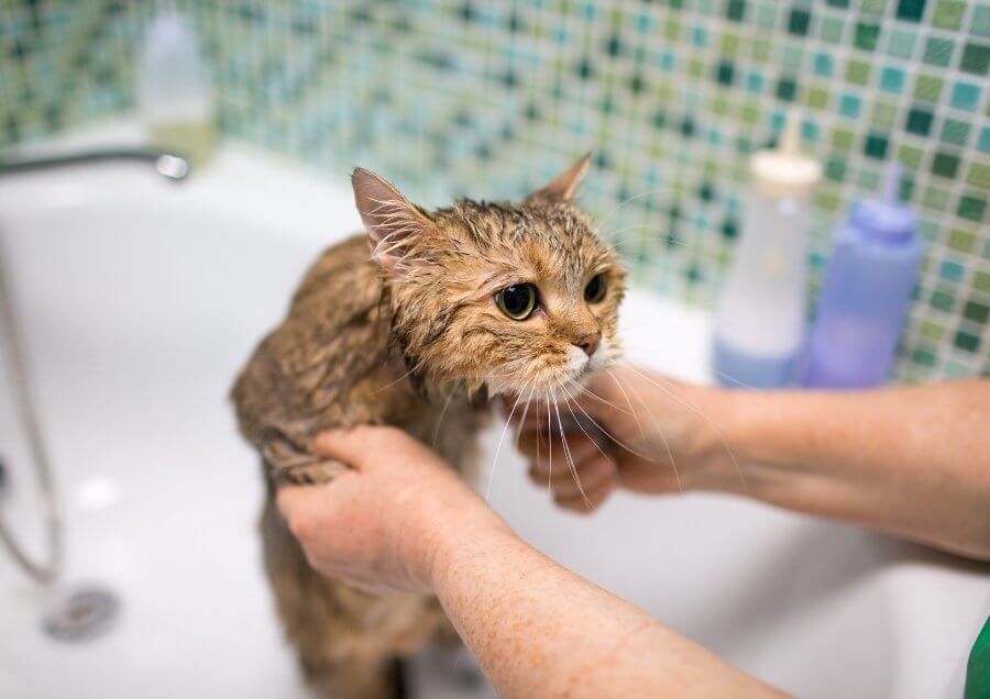 Kedi Banyosu Zararlı mıdır? Kedi Nasıl Yıkanır?