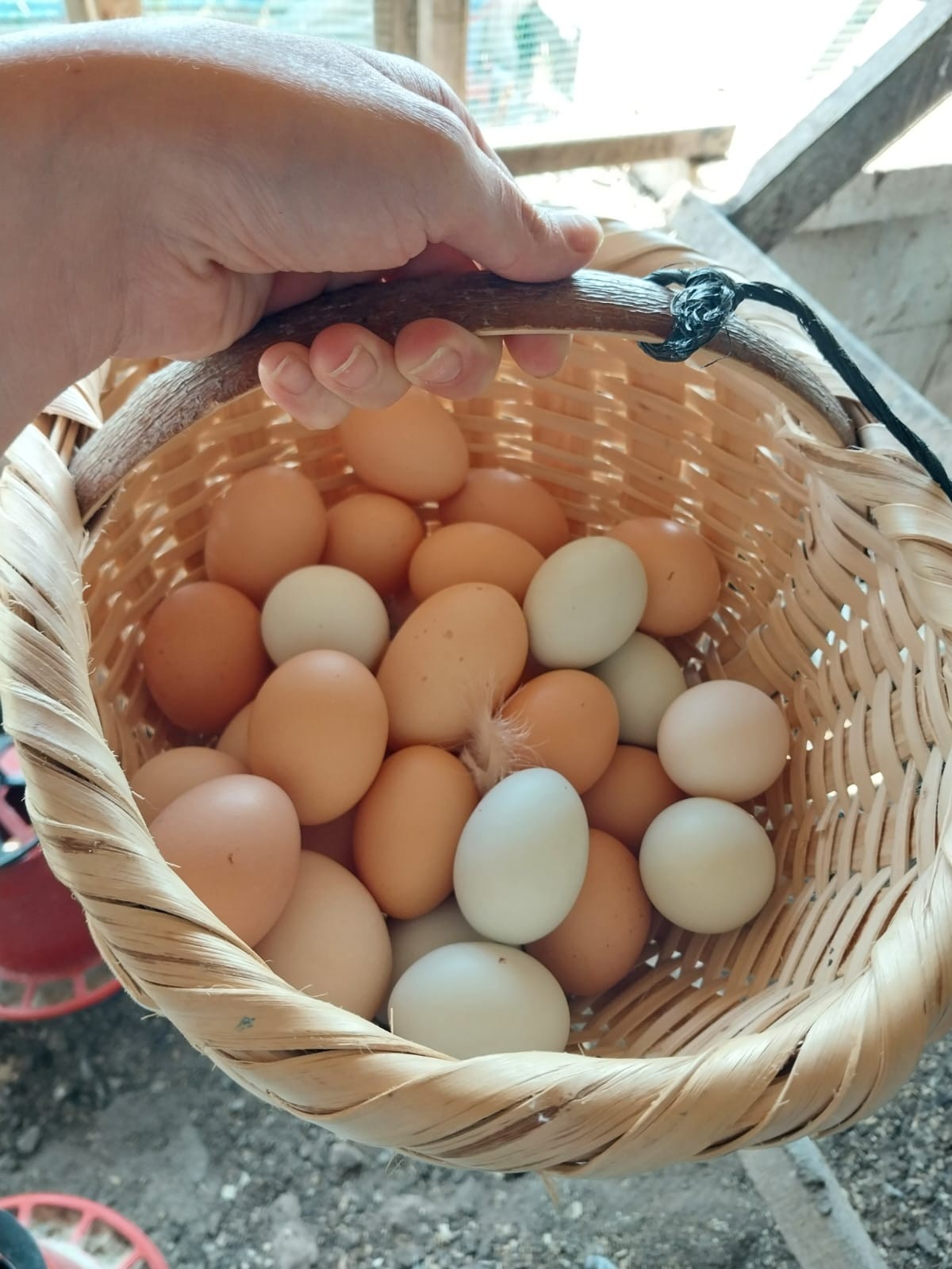 (Şehirlerarası) Doğal Yemle Beslenen Gezen Tavuk Yumurtası (Köy Yumurtası)