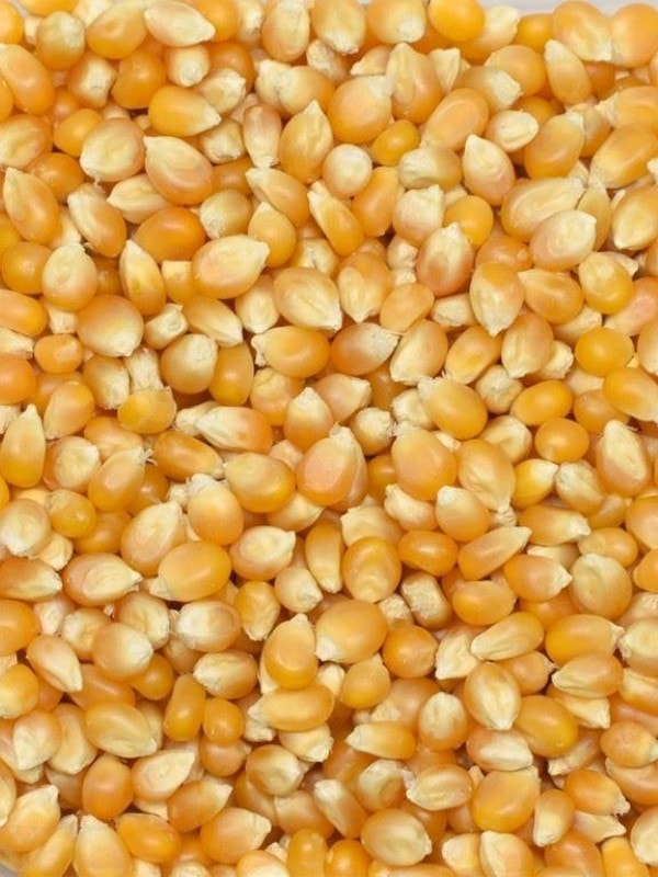 Patlayan Mısır 1 Kg