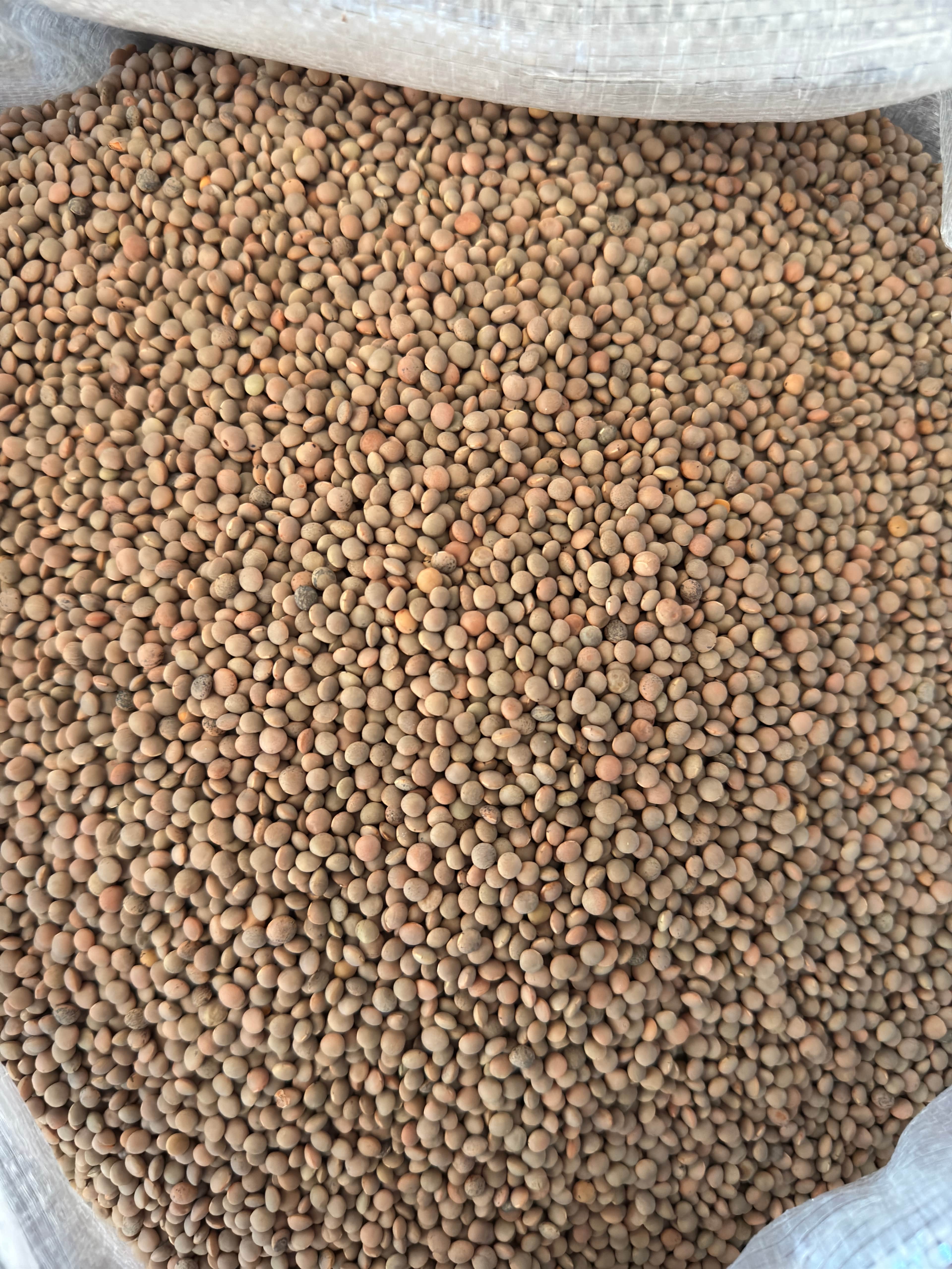 Yeşil Köy Mercimeği 1 Kg