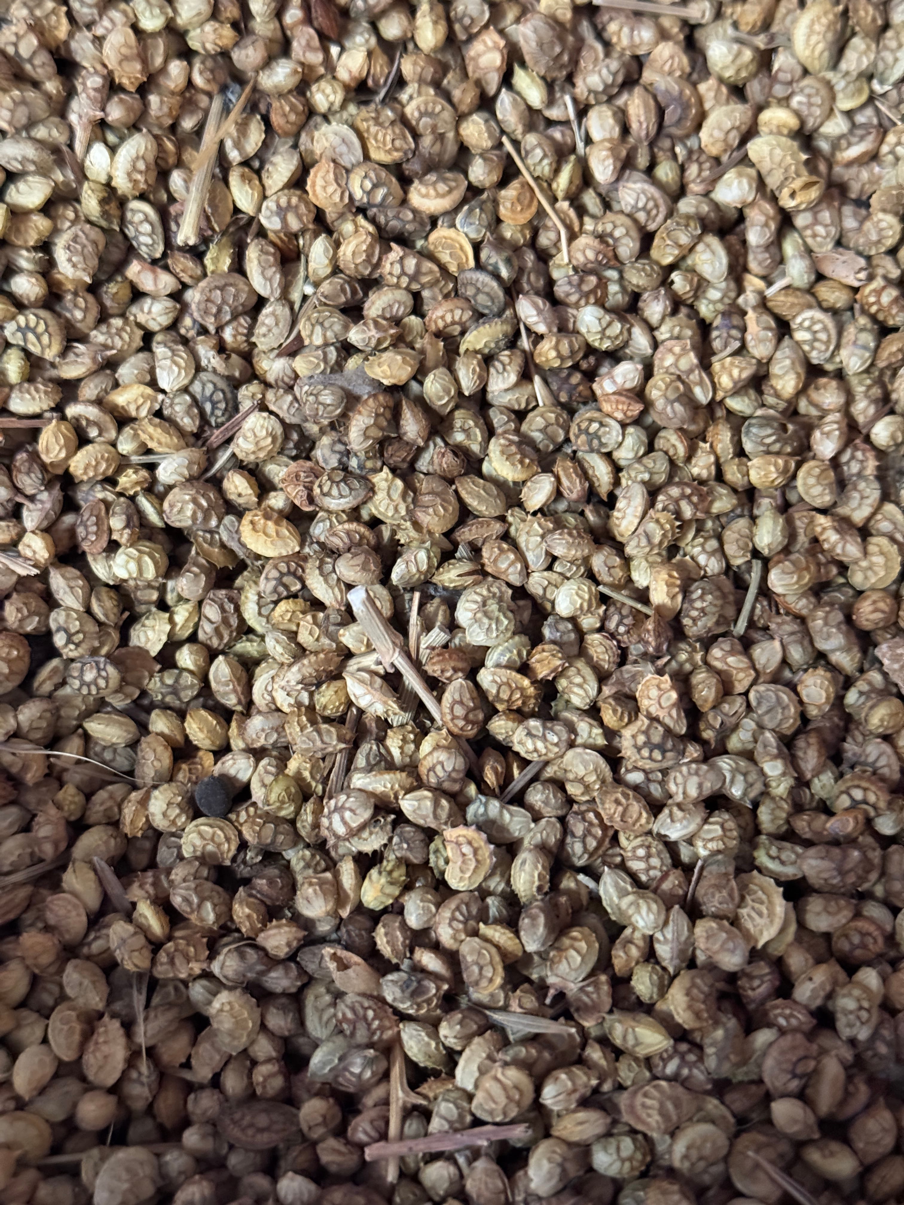 Korunga Tohumu 1 Kg