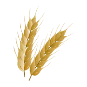 Tahıllar