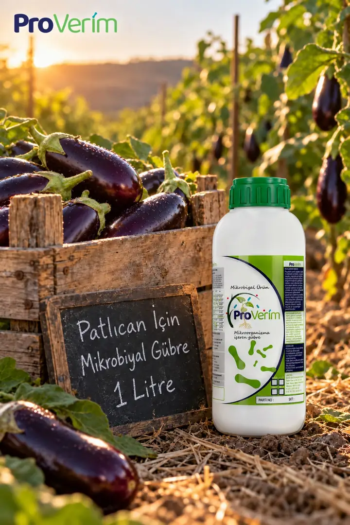 Patlıcan için Mikrobiyal Gübre