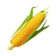 Mısır