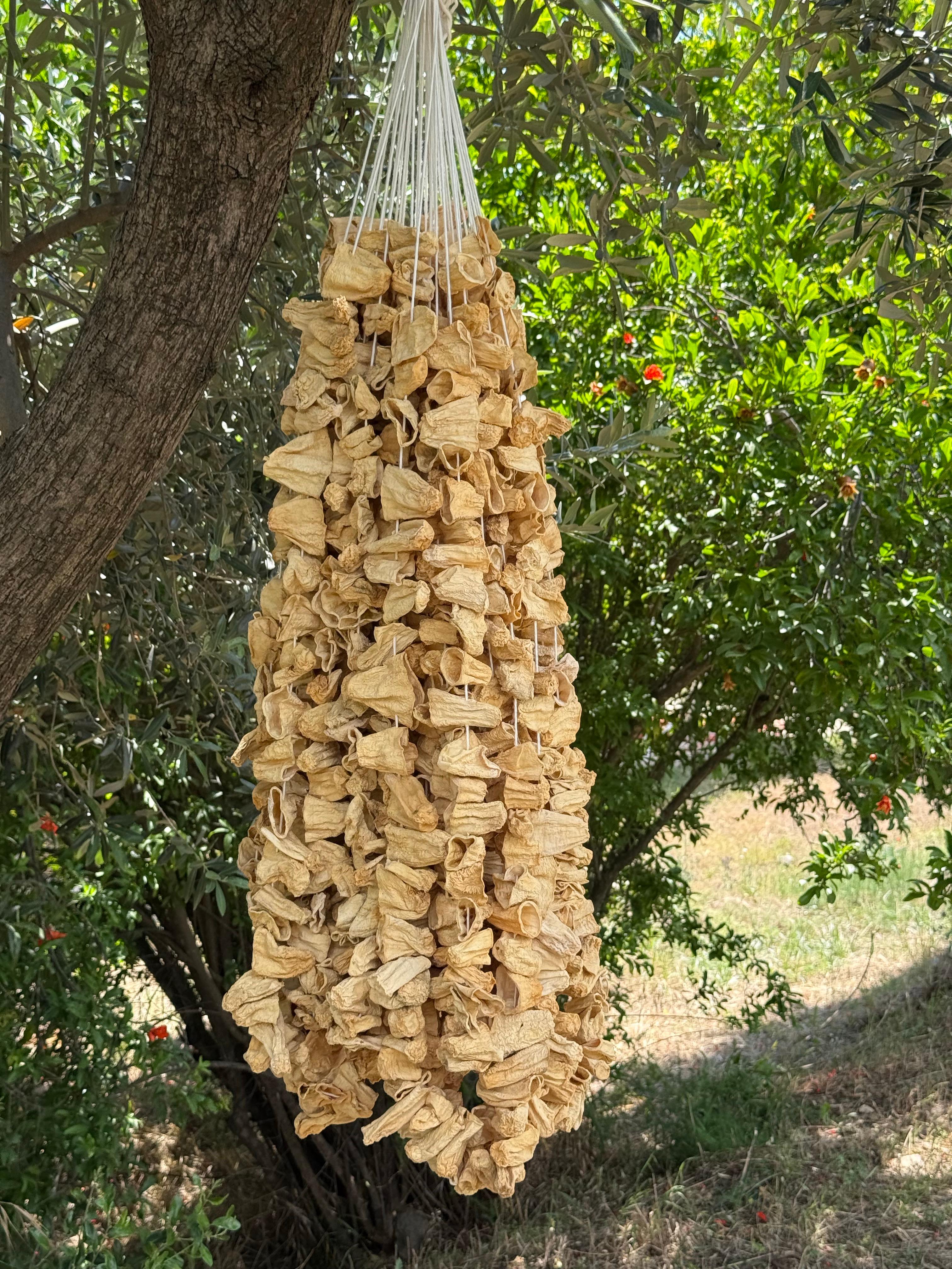 Dolmalık kuru Kabak 50 li (20 adet)