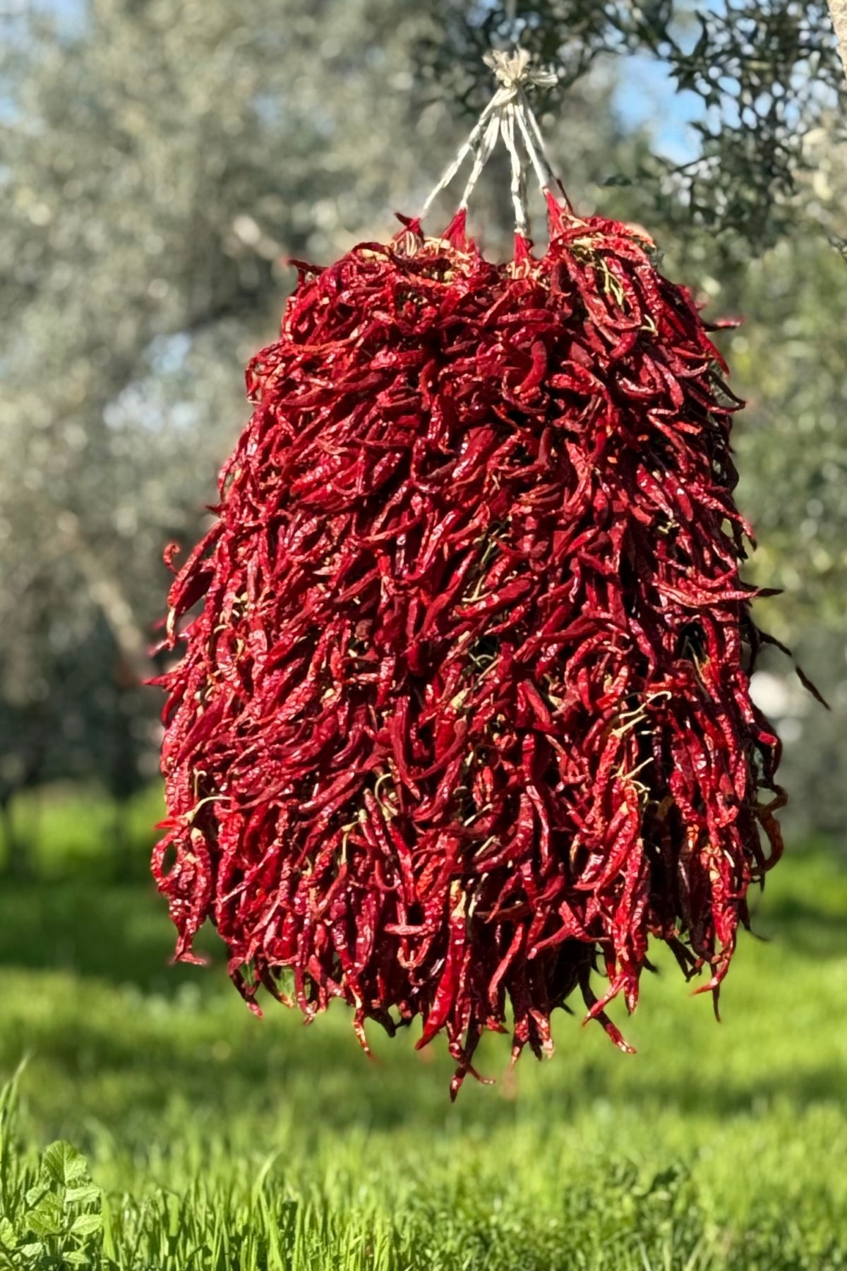 Bilecik Biberi (100 adet)