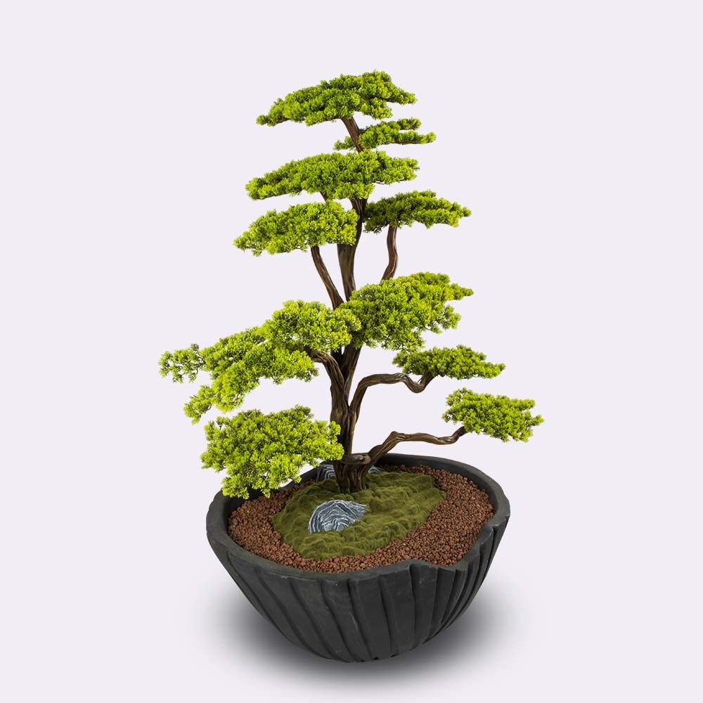 Algenib Thuja - 1