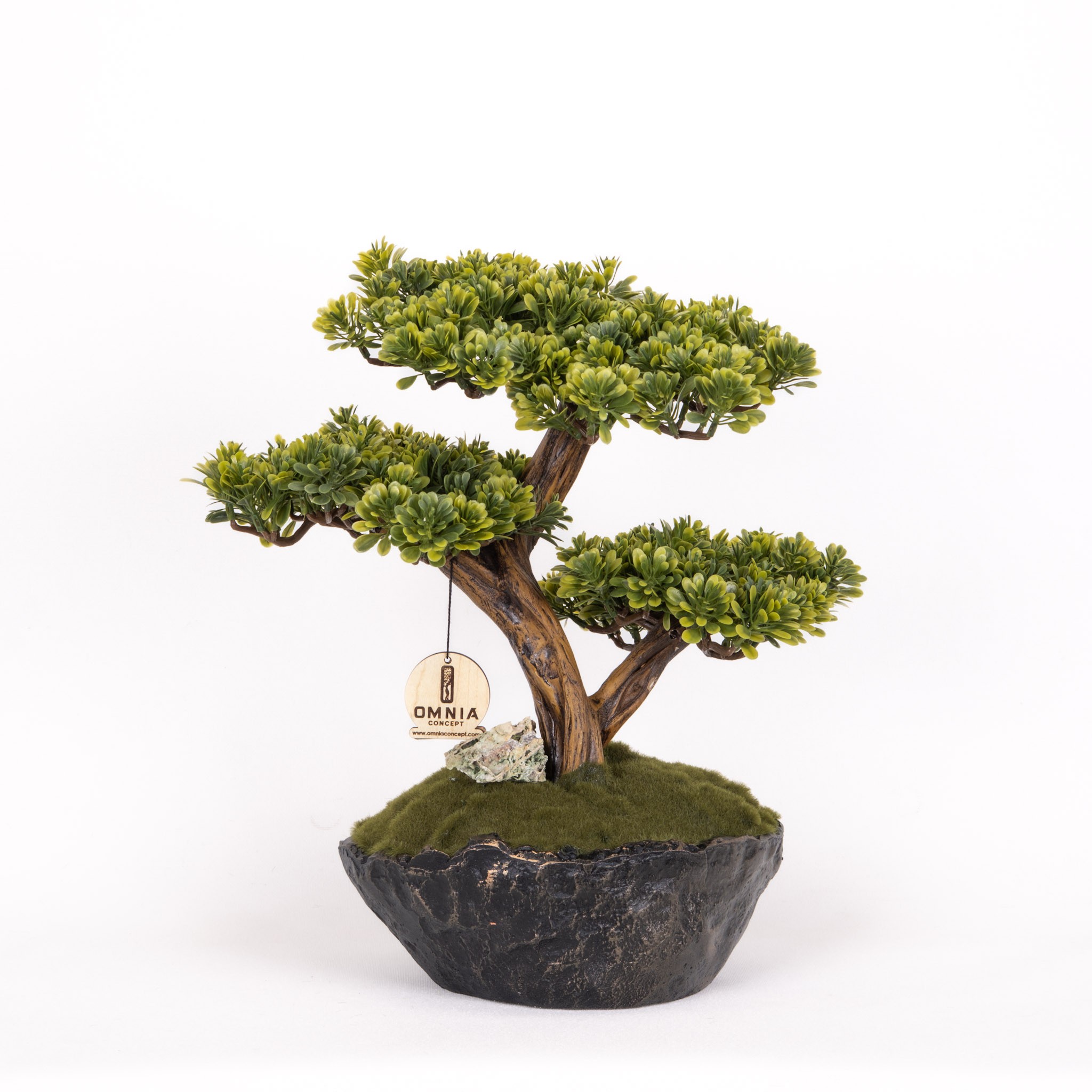 Calipso Bonsai-5
