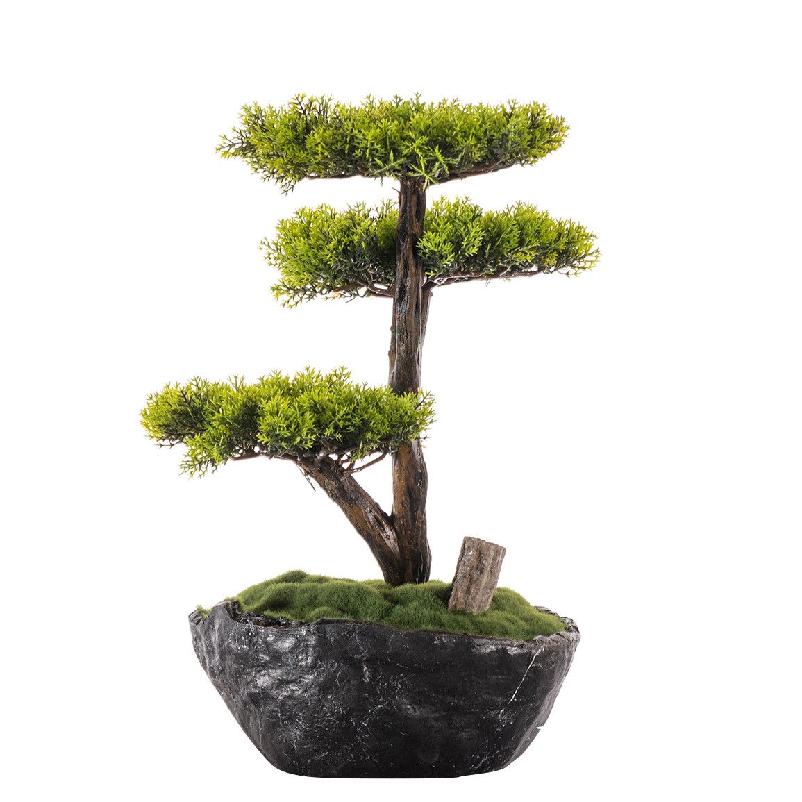 Calipso Bonsai-6