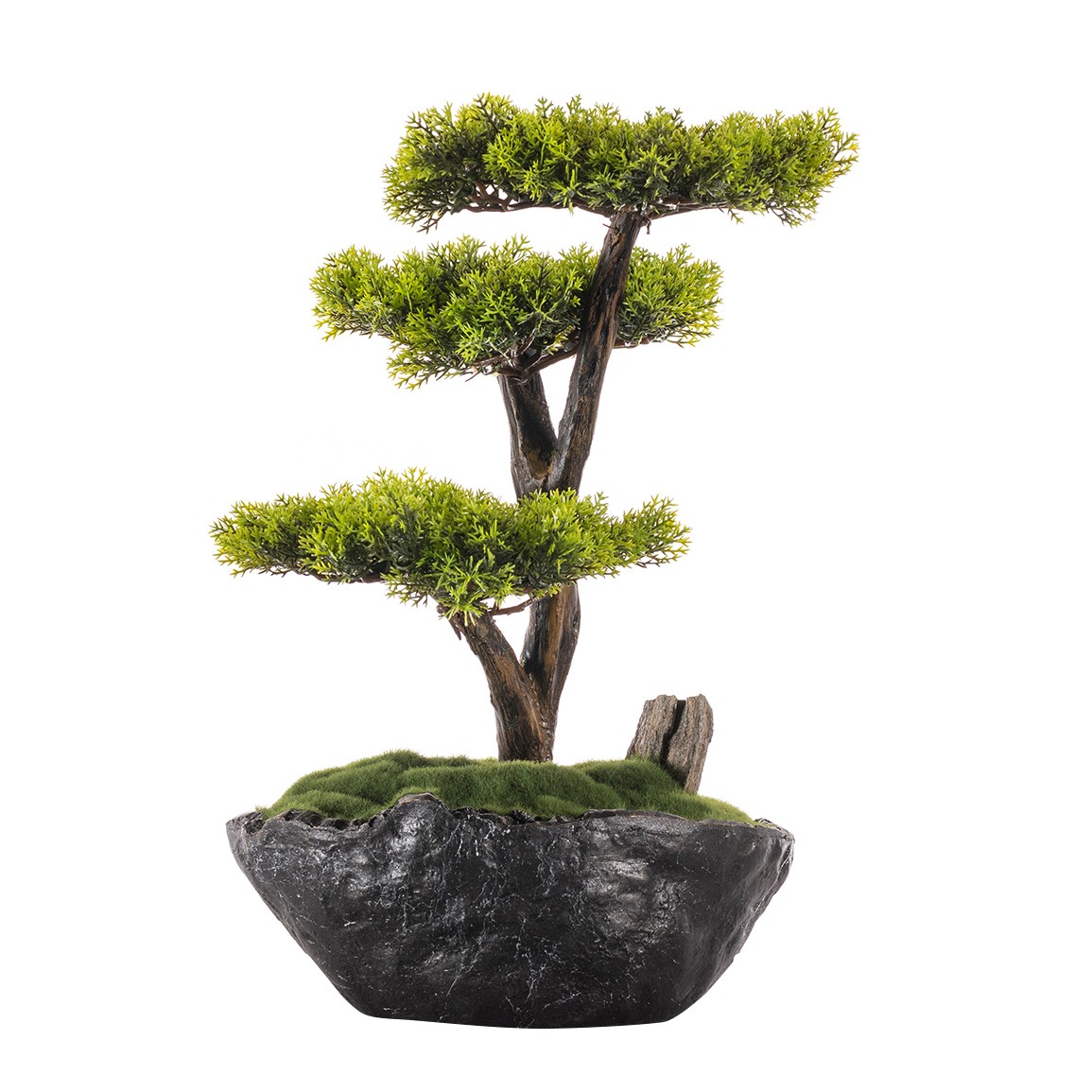 Calipso Bonsai-6