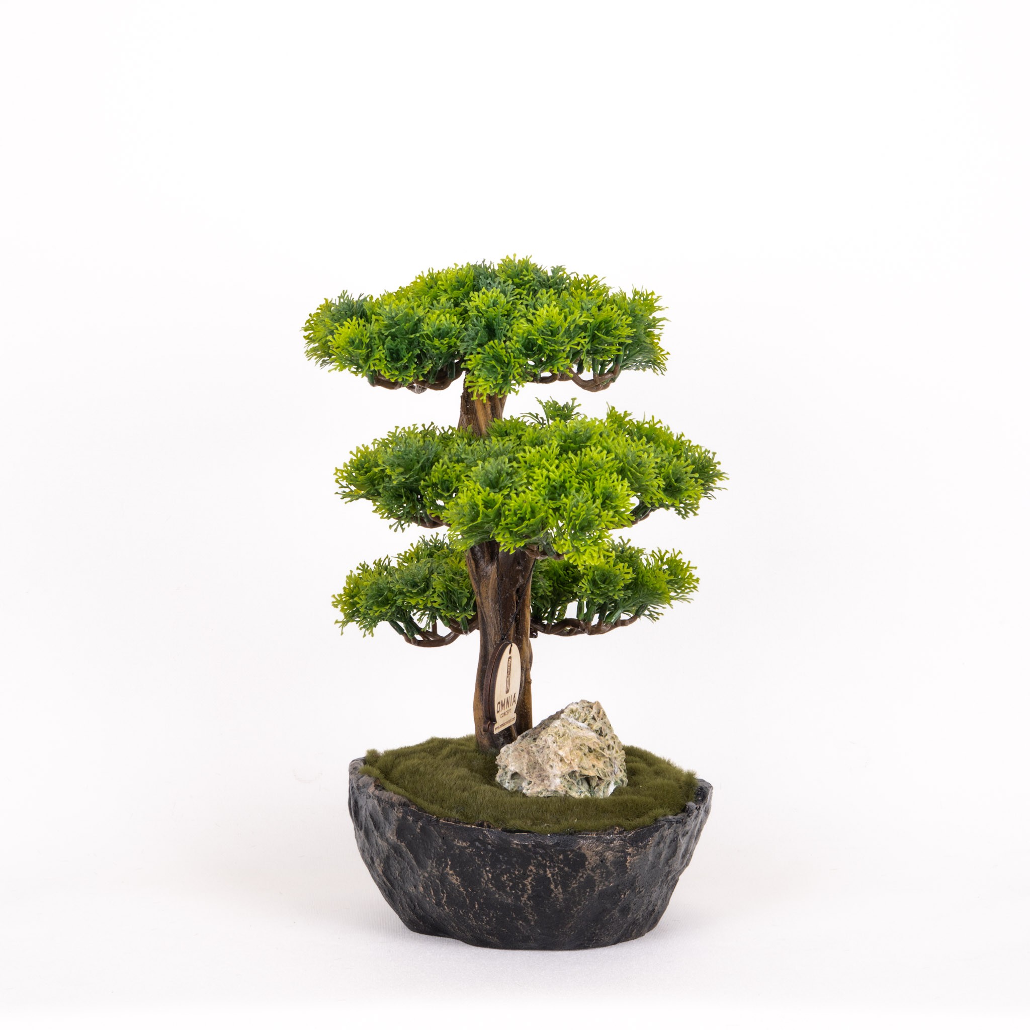 Calipso Bonsai-7