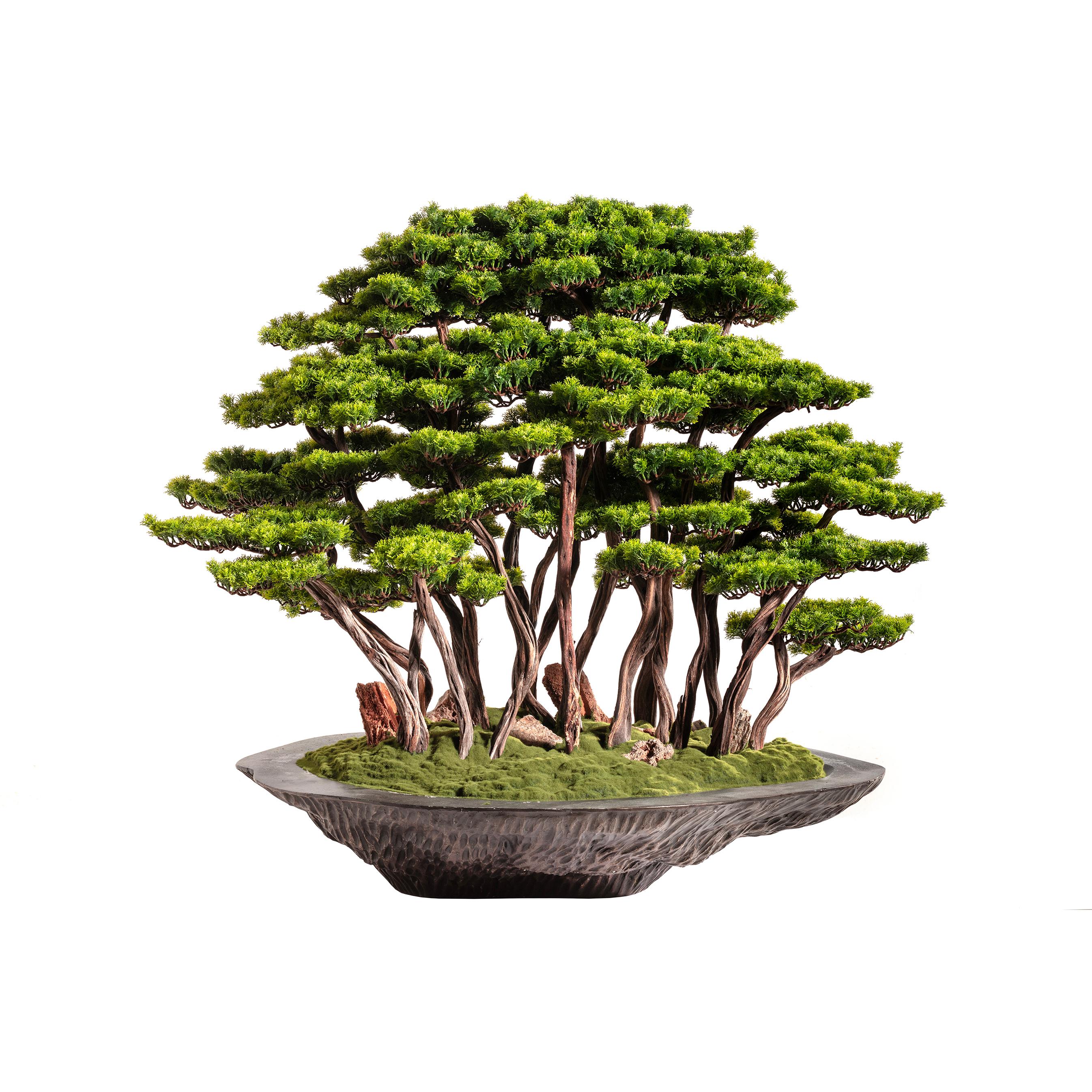 Kursa Bonsai Garden