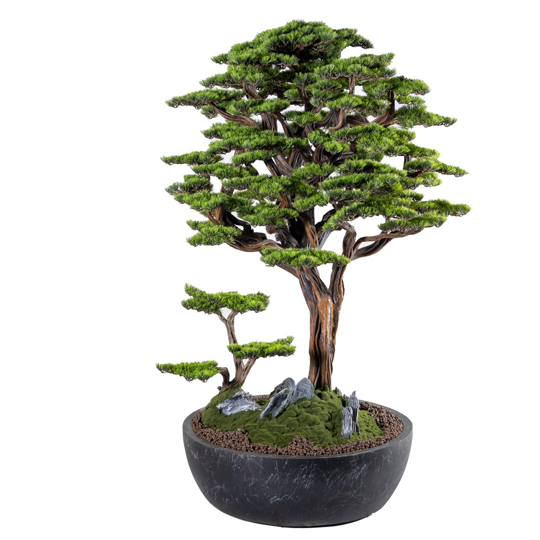 Capella Bonsai Tree