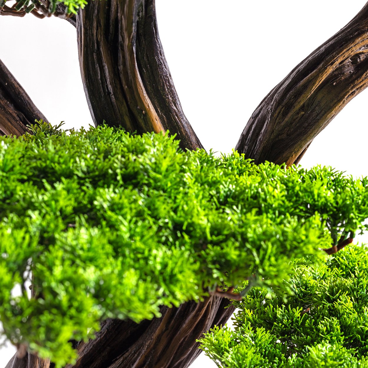 Mira Bonsai - 7