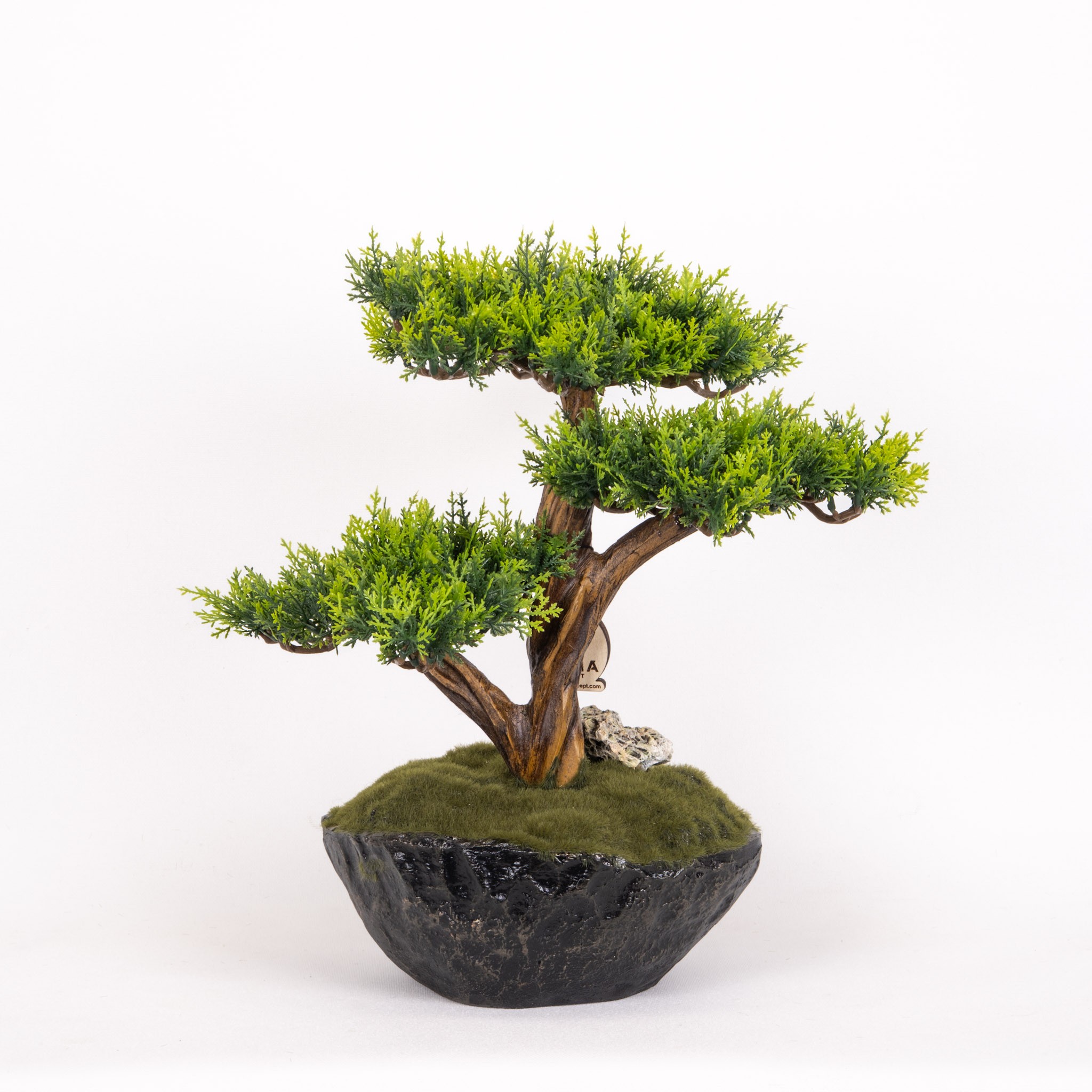 Calipso Bonsai-1
