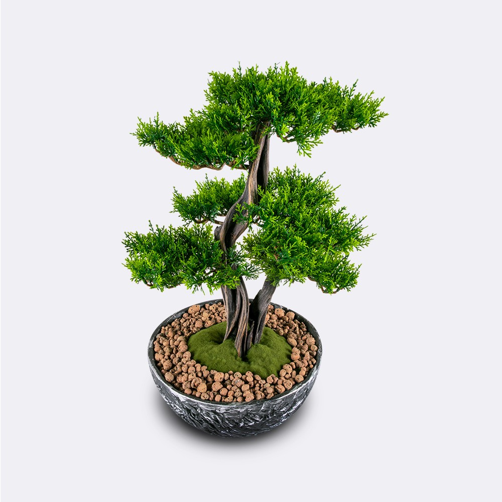 Galatea Thuja - 1