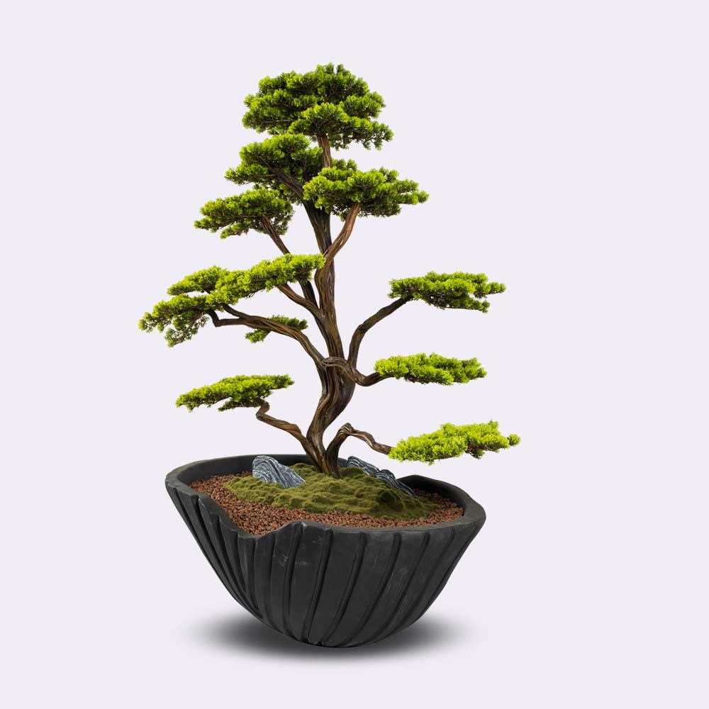 Algenib Thuja - 1