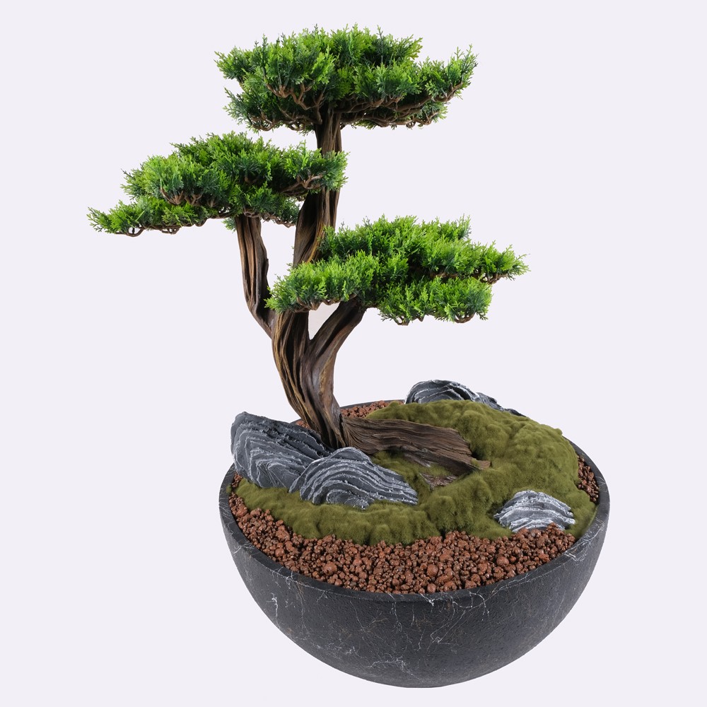 Avior Bonsai - 6