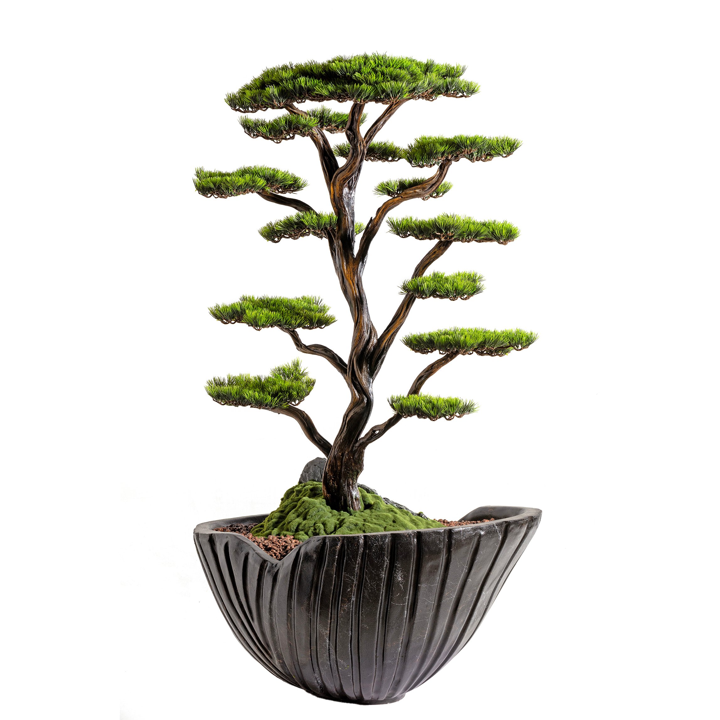 Algenib Thuja - 2