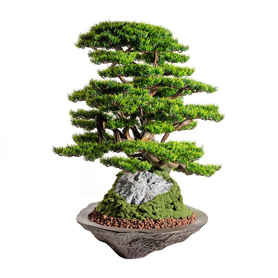 Kursa Thuja - 4