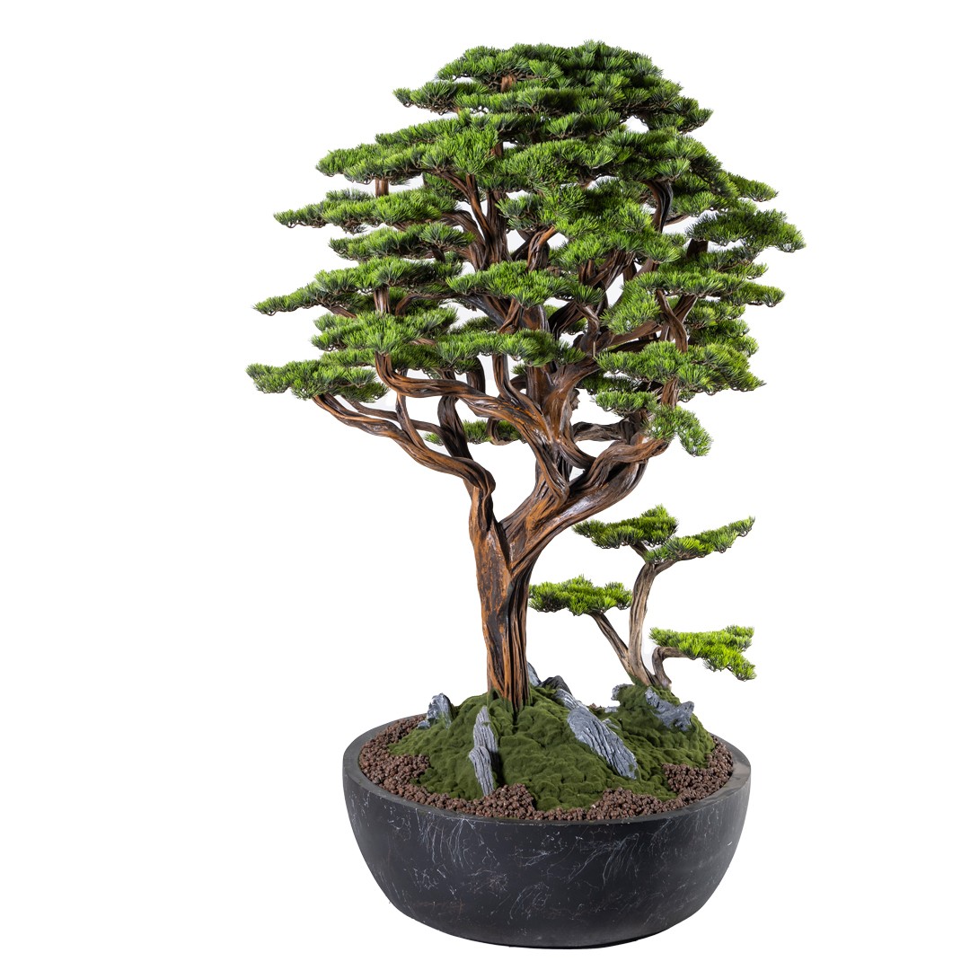 Capella Bonsai Tree