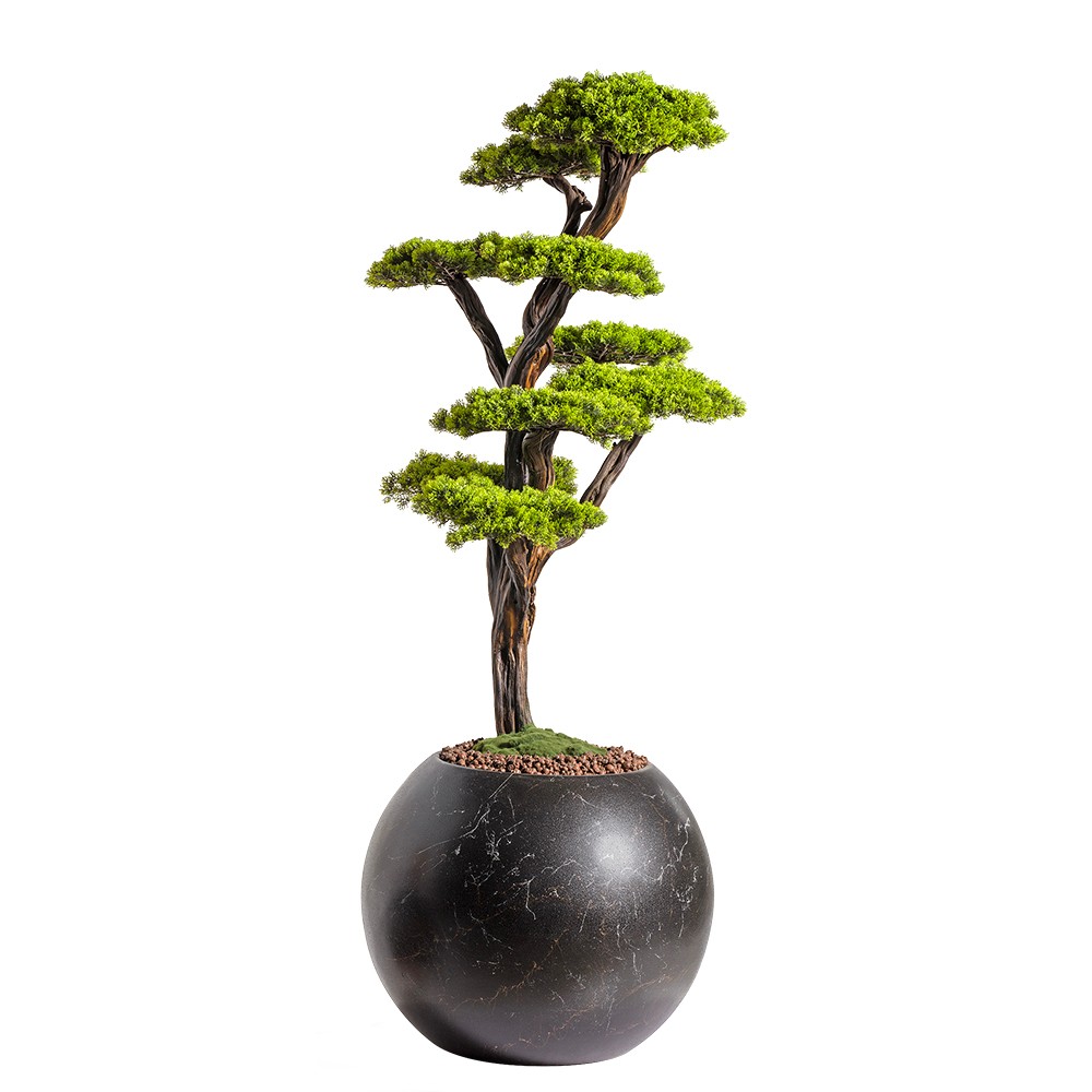 Mira Bonsai - 8