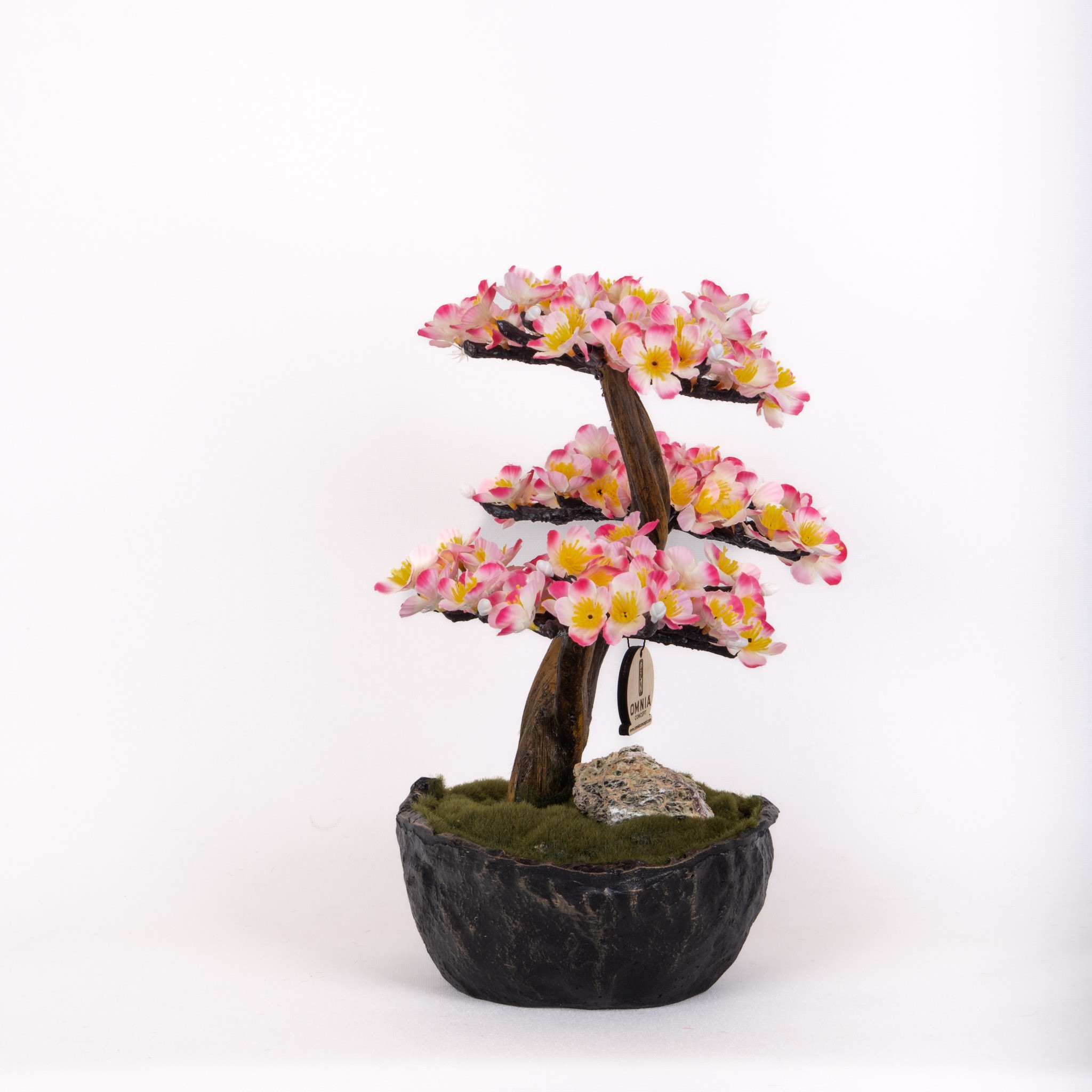 Calipso Bonsai-2
