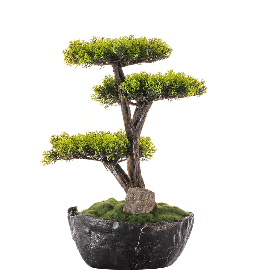 Calipso Bonsai-6