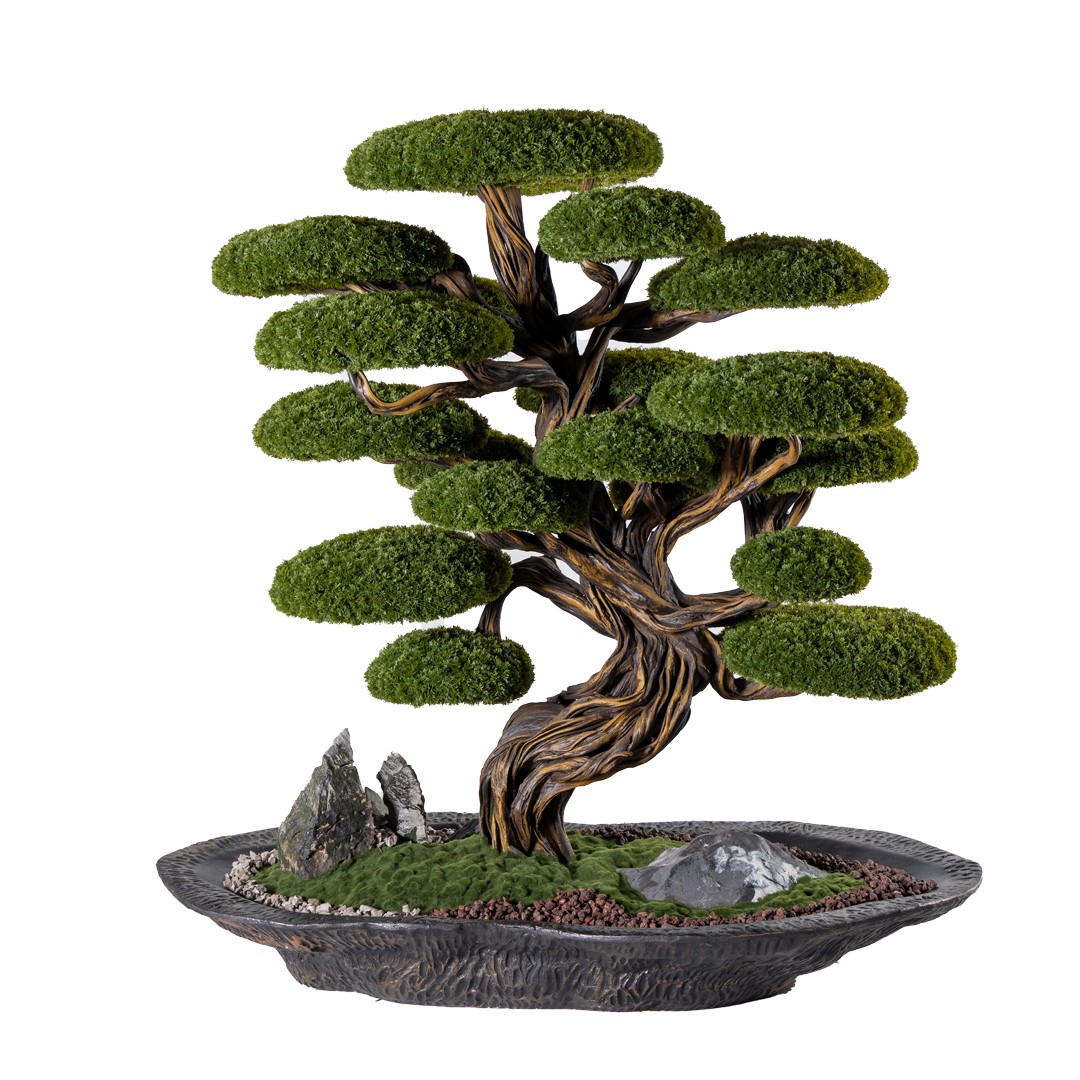 Deadwood Bonsai Tree