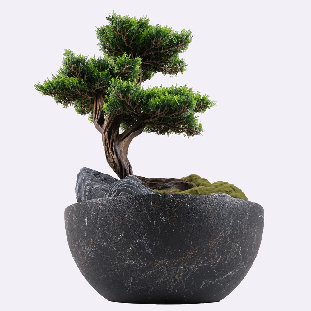 Avior Bonsai - 6