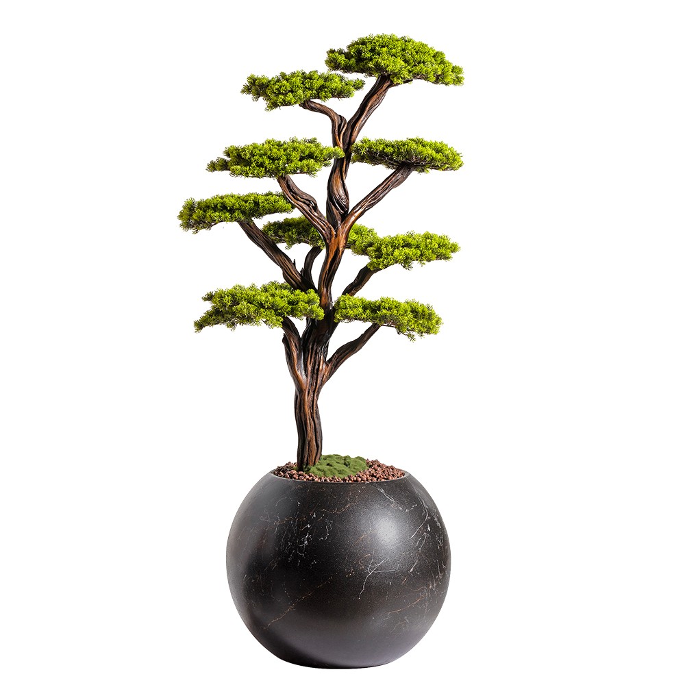 Mira Bonsai - 8