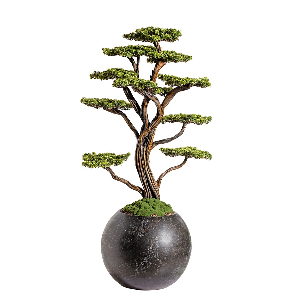 Mira Bonsai - 9