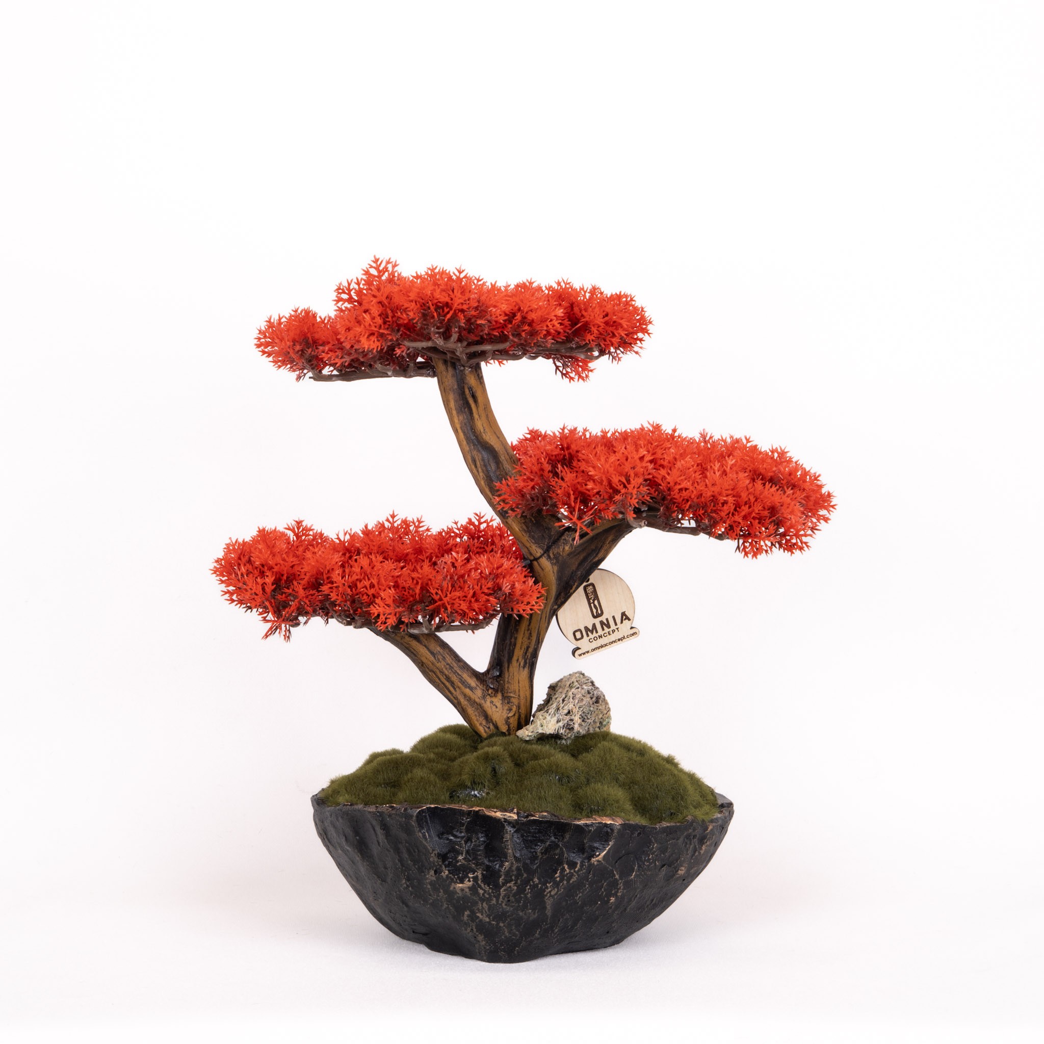 Calipso Bonsai-6-1