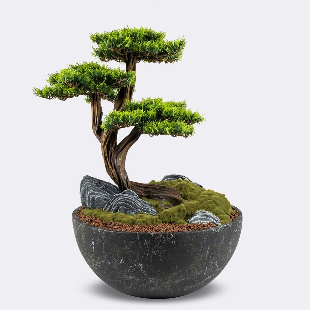 Avior Bonsai - 6