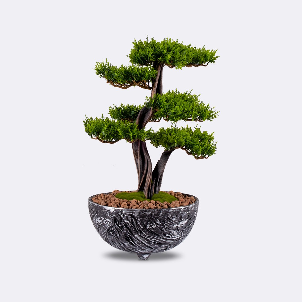 Galatea Thuja - 1