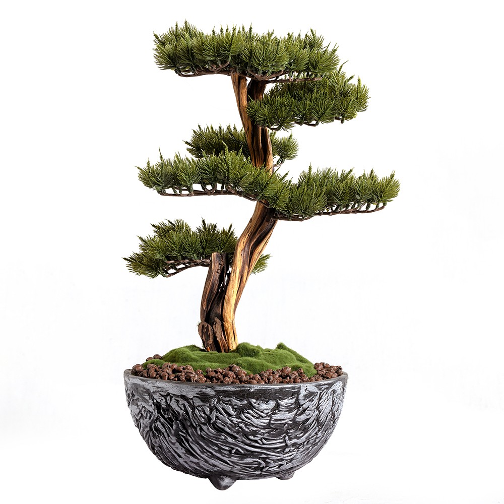 Galatea Thuja - 4