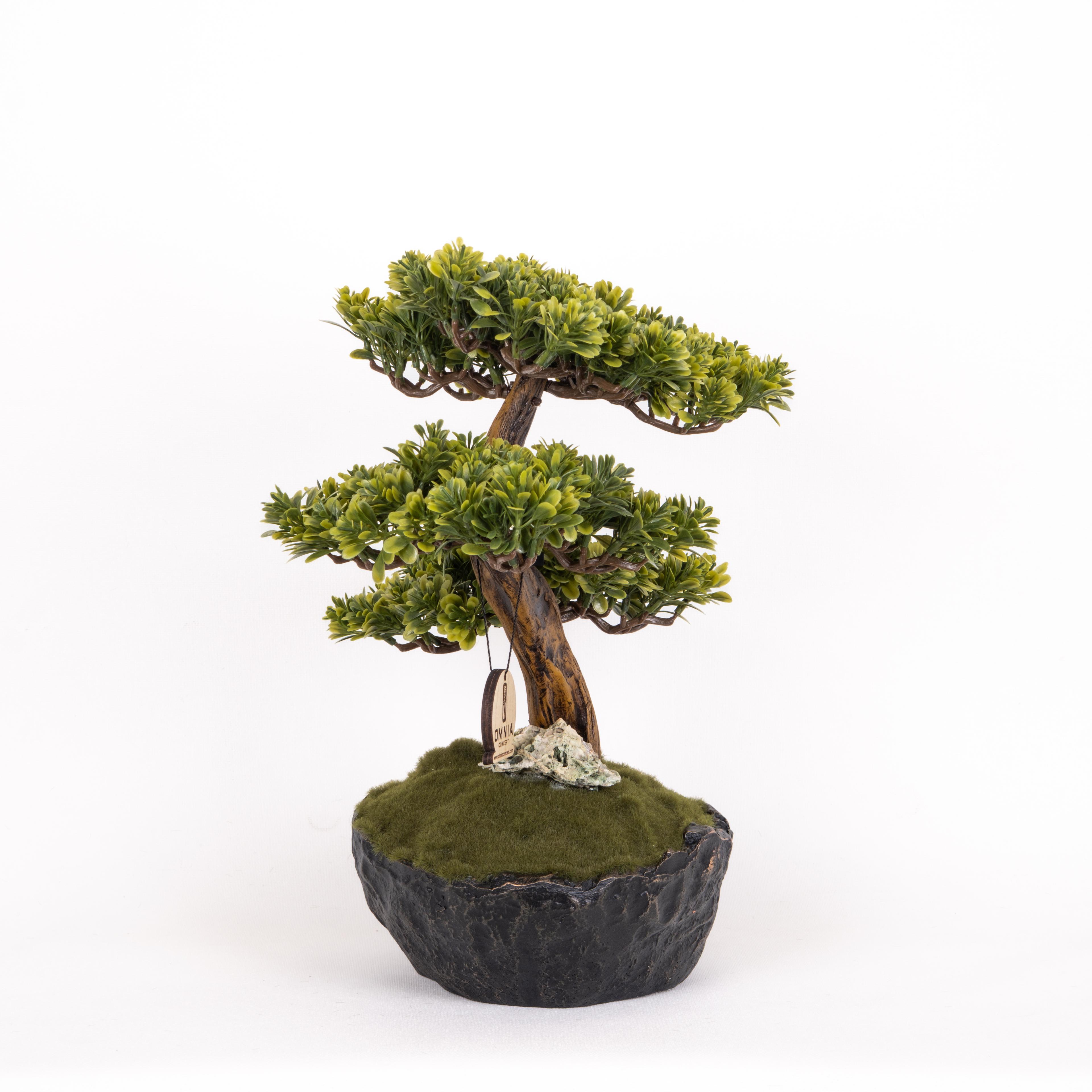 Calipso Bonsai-5
