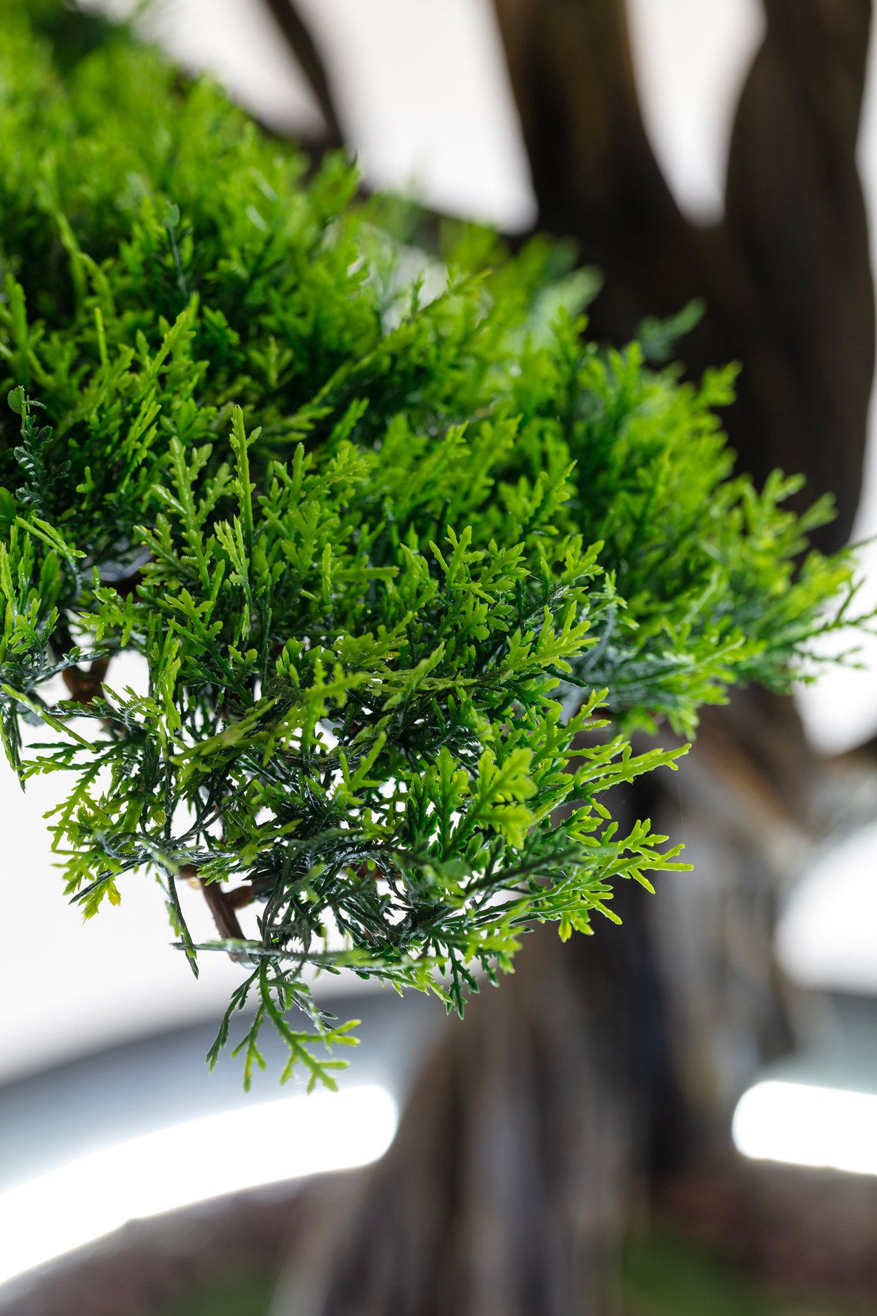 Illuminated Bonsai Tree-1