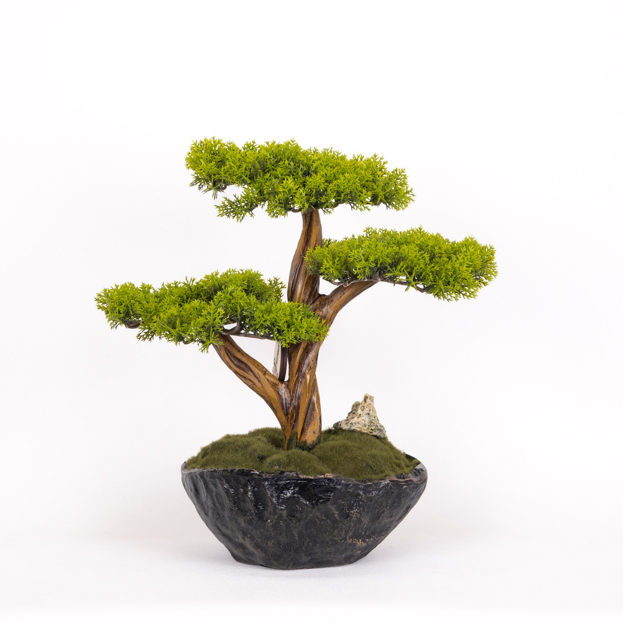 Calipso Bonsai-6