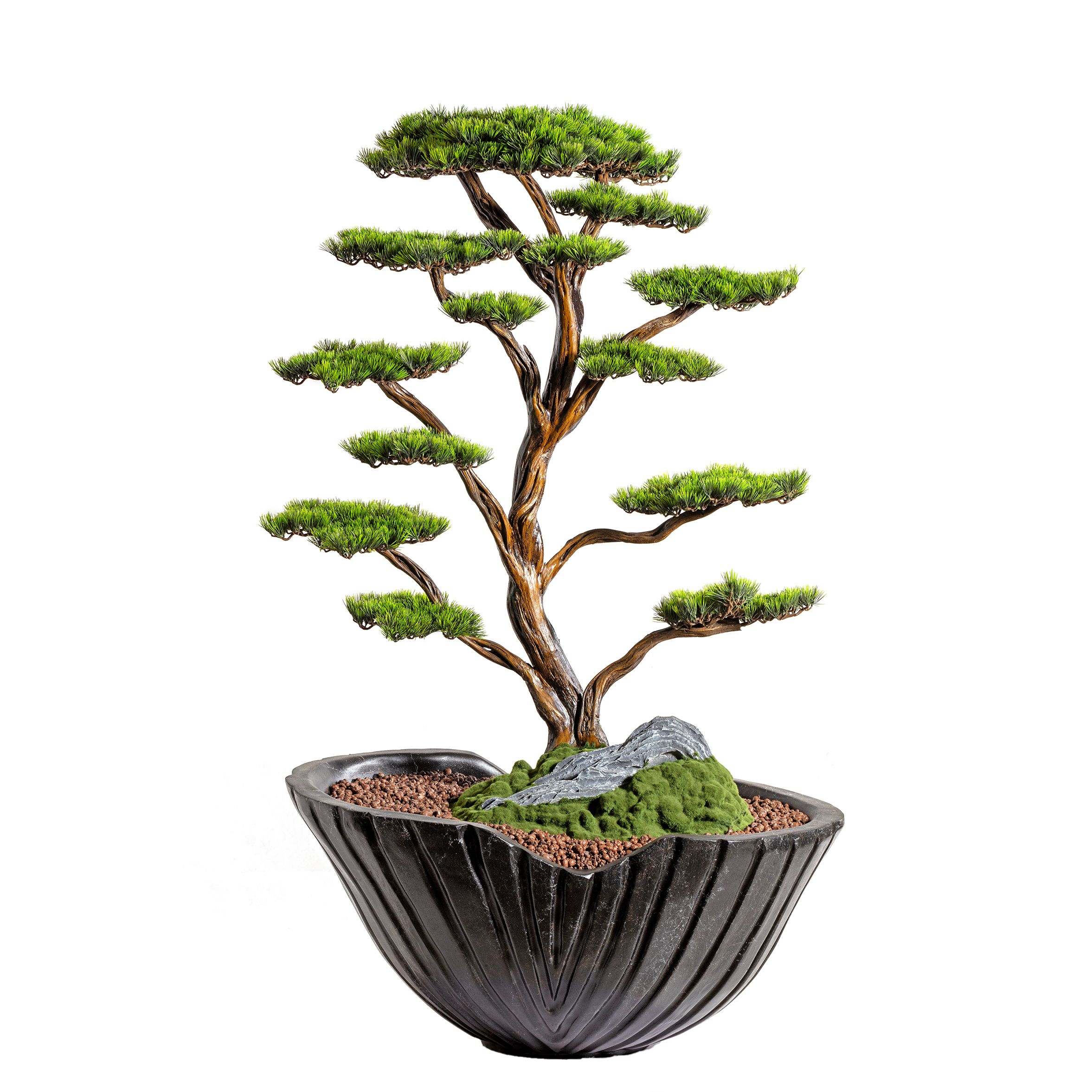 Algenib Thuja - 2