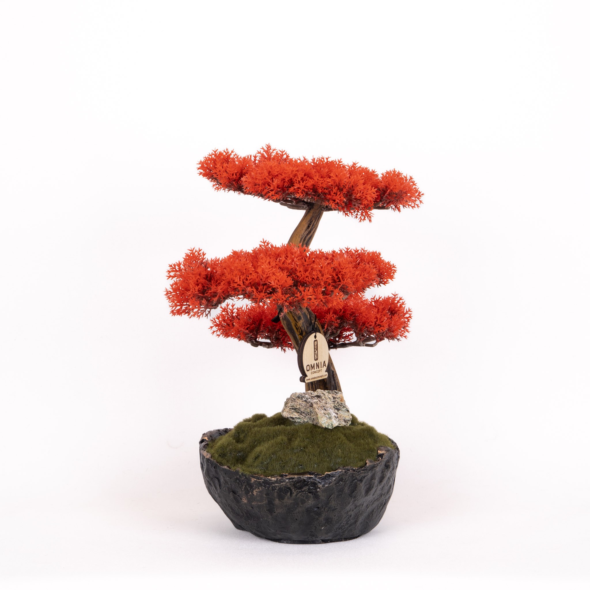 Calipso Bonsai-6-1