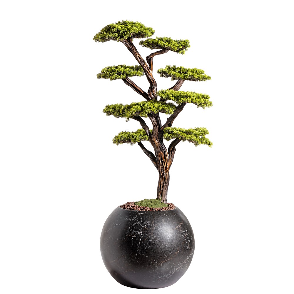 Mira Bonsai - 8